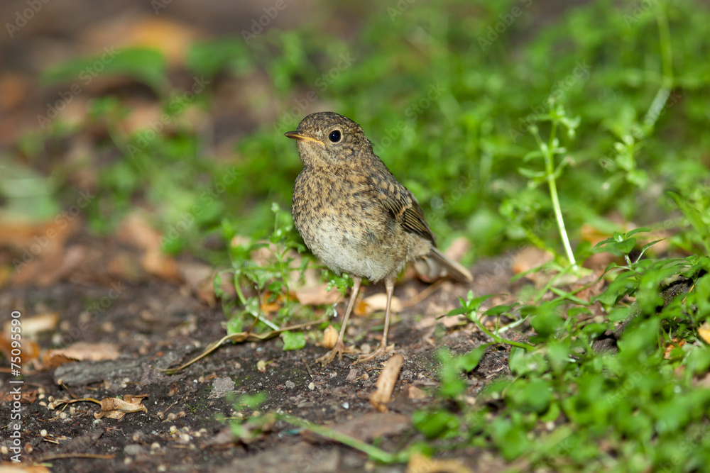 Young Robin (Erithacus rubecula).Wild bird in a natural habitat. Young Robin (Erithacus rubecula).Wild bird in a natural habitat.