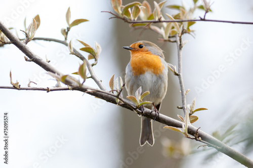 Robin (Erithacus rubecula).Wild bird in a natural habitat.