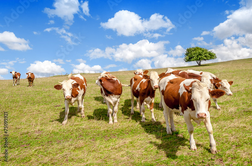 herd of cows in a pasture © danimages