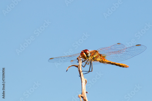 dragonfly on a dry twig