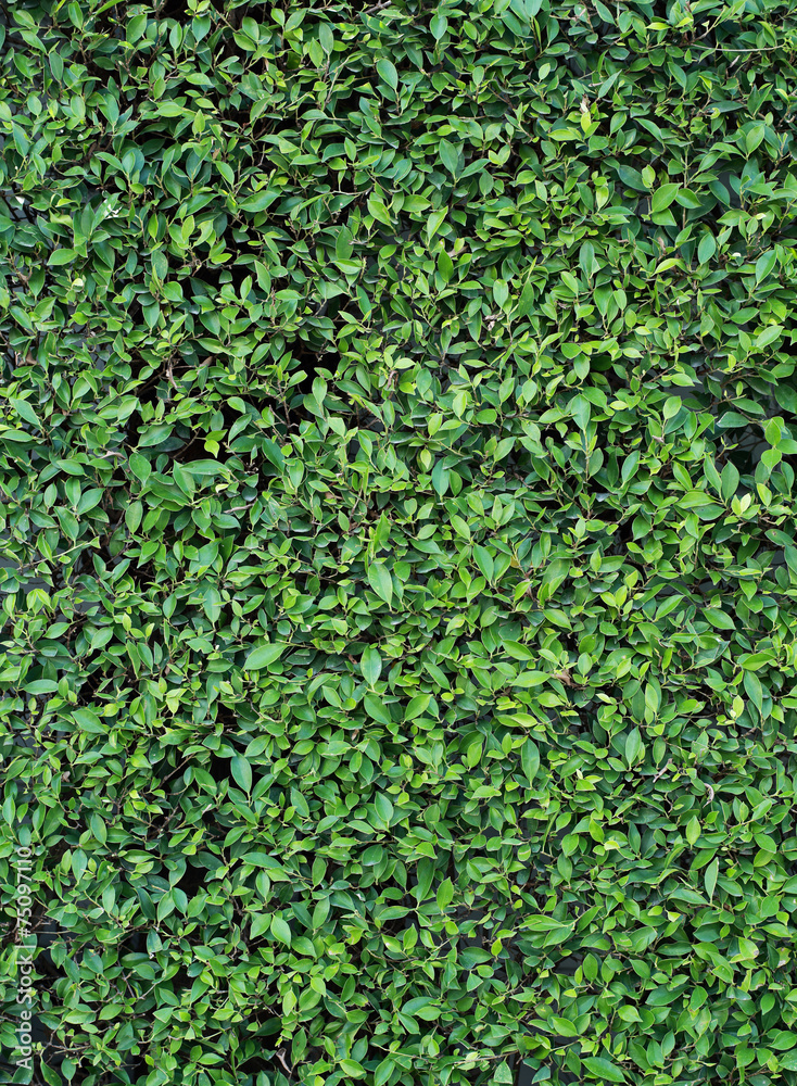 The Leaf Wall for Texture and Background The Leaf Wall for Texture and Background
