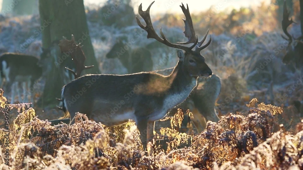 Fallow deer 
