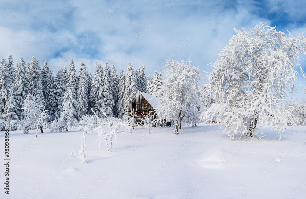 Obraz premium trees in winter