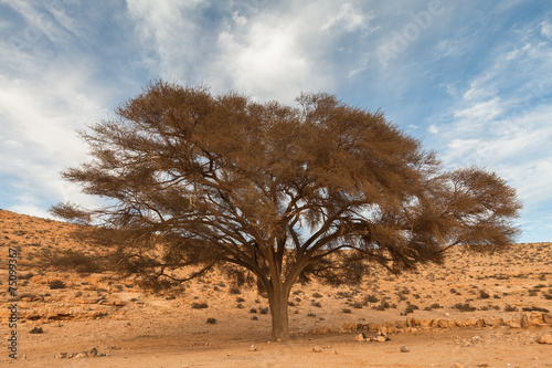 Lonely tree in the desert