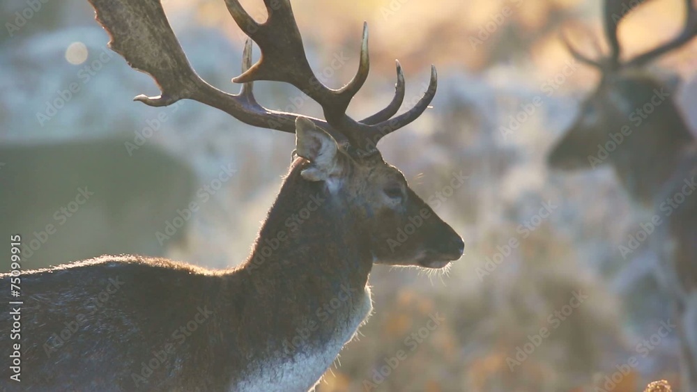 Fallow deer 