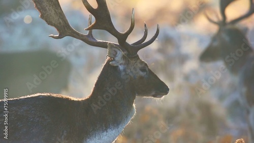 Fallow deer 