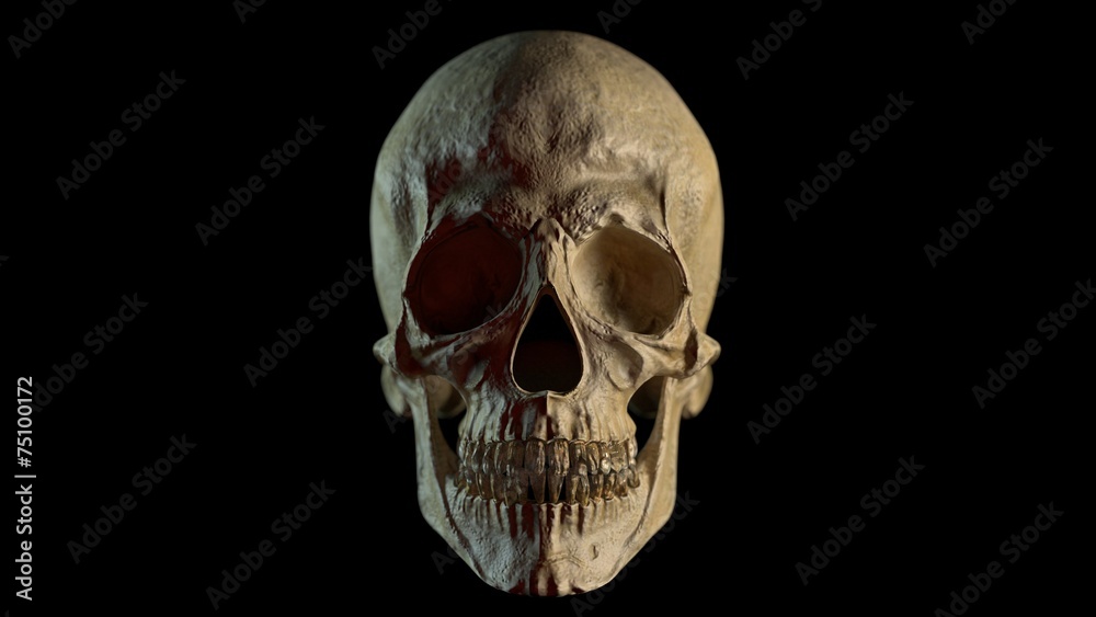 Realistic Skull 3d model render, face on, isolated on black background 