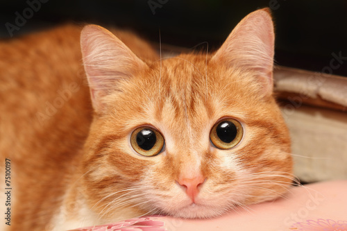 Red cat closeup