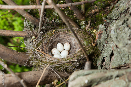 Nest of European Greenfinch (Carduelis chloris) photo