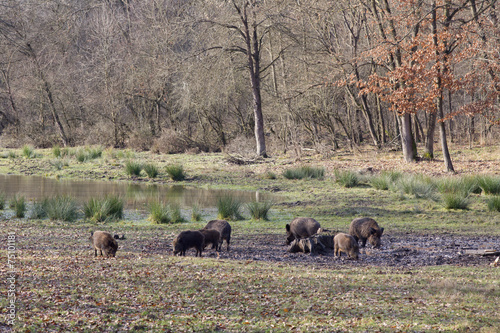 Wild boars (sus scrofa ferus)