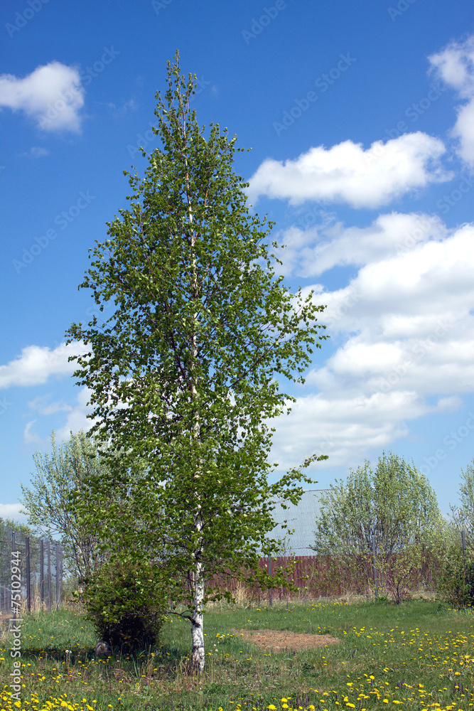 Fototapeta premium Young birch grows at countryside on summer day