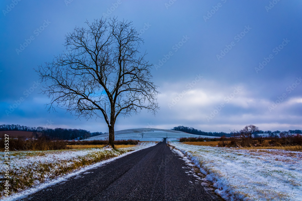 Tree along a road through snow covered farm fields in rural York
