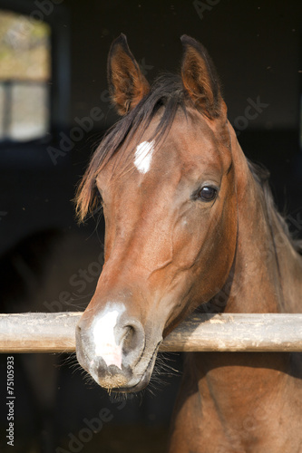 Young mare posing in the barn © acceptfoto