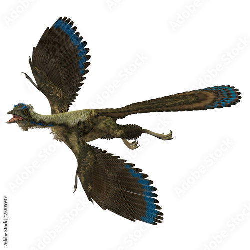 Archaeopteryx over White photo