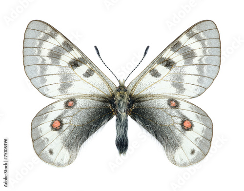 Butterfly Parnassius staudingeri illustris (male)