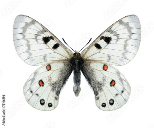 Butterfly Parnassius maximinus legezina (male)