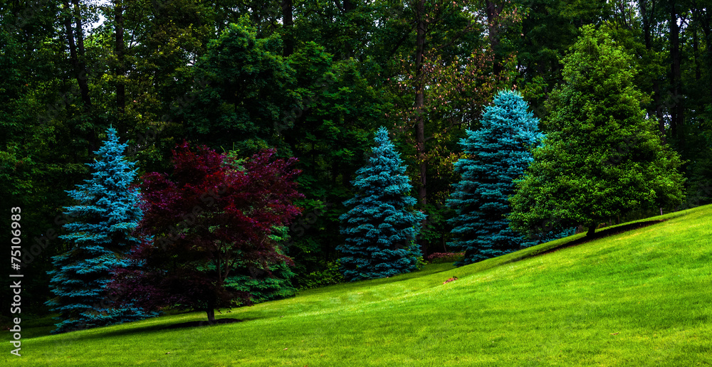 Trees on a grassy hill.