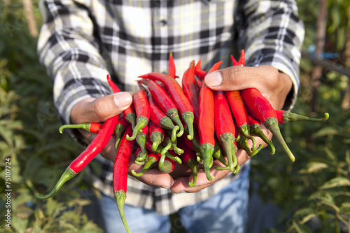 Chili farmer
