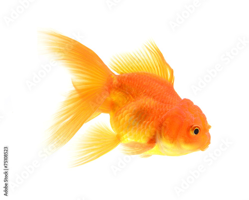 Gold fish with white background