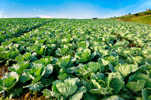Landscape view of a freshly growing cabbage field in the sunshin