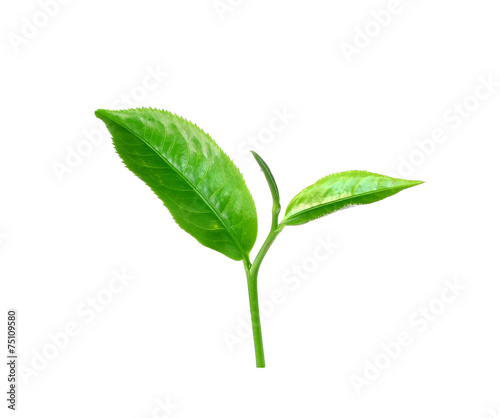 Tea leaves with white background