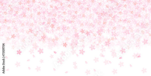 桜　花　背景