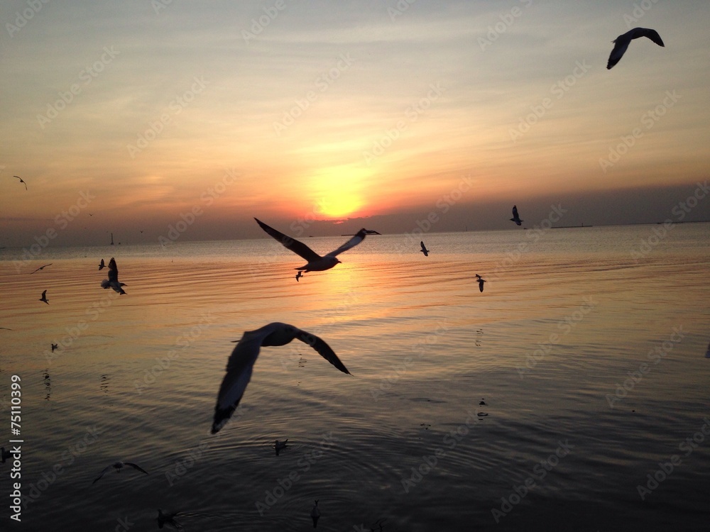 sunset and seagulls