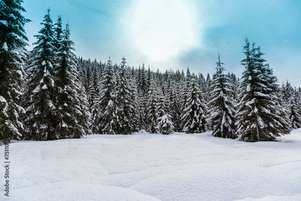 Obraz premium Snowy winter forest