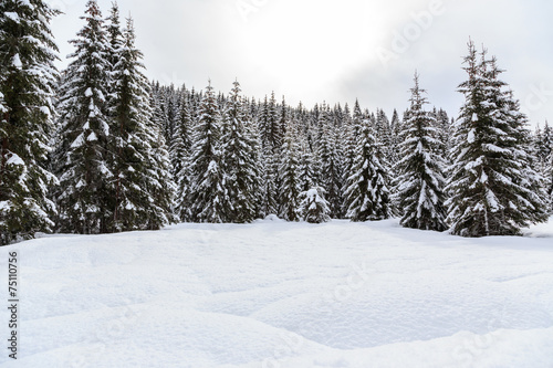 Snowy winter forest