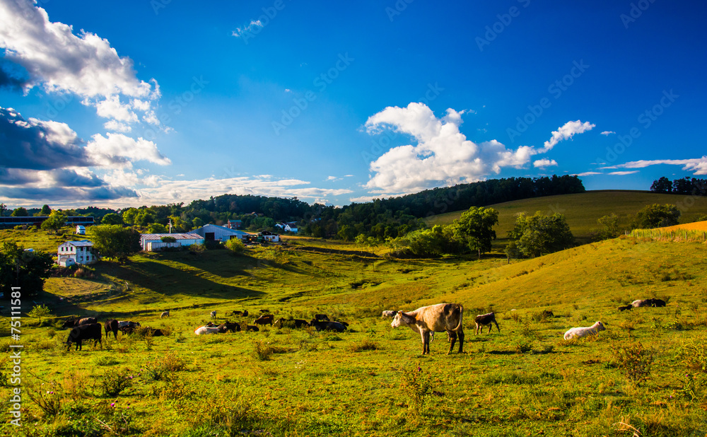 View of cows on a farm in the rolling hills of rural York County