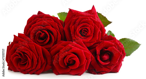 Beautiful red roses isolated on white