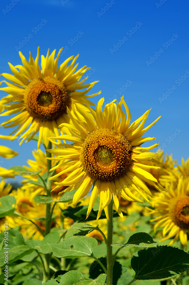 Fototapeta premium Outstanding sunflower with day light and blue sky background