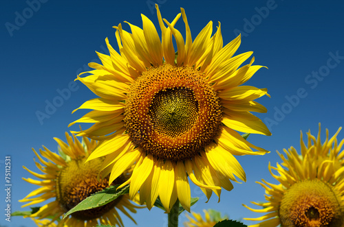 Close up  Outstanding sunflower with day light and blue sky