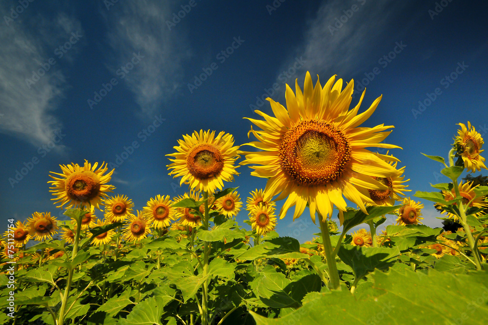 sunflower with day light and blue sky background sunflower with day light and blue sky background