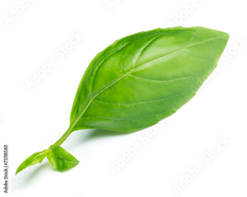 Basil leaf