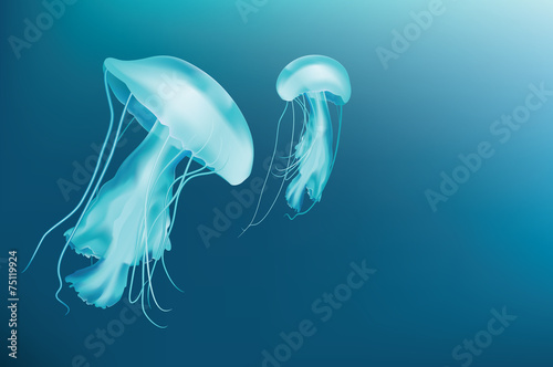 Pair of jellyfishes