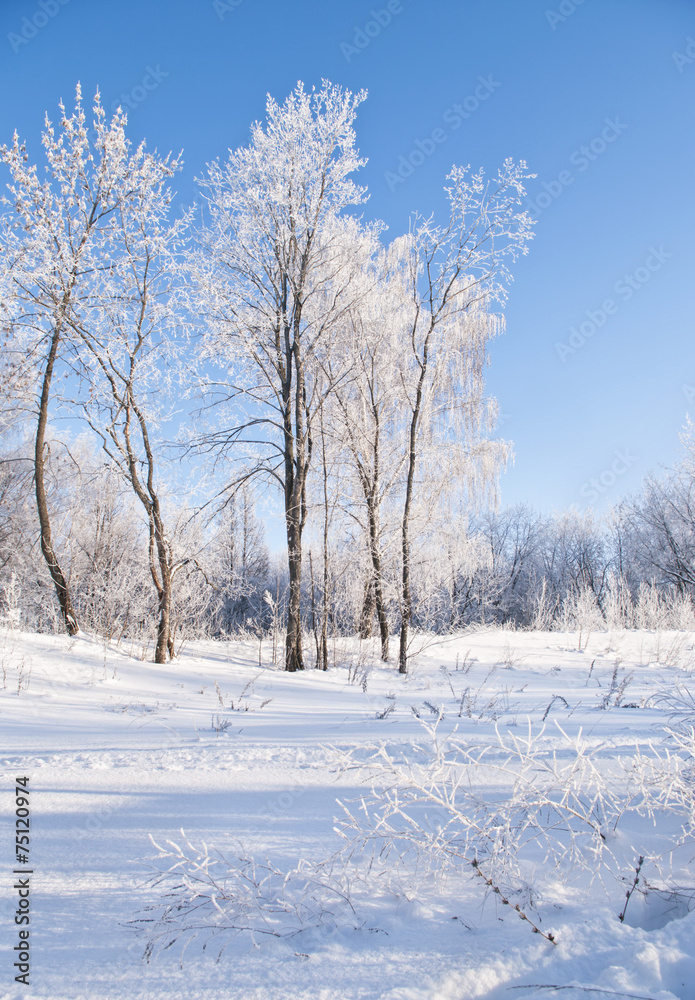 winter forest