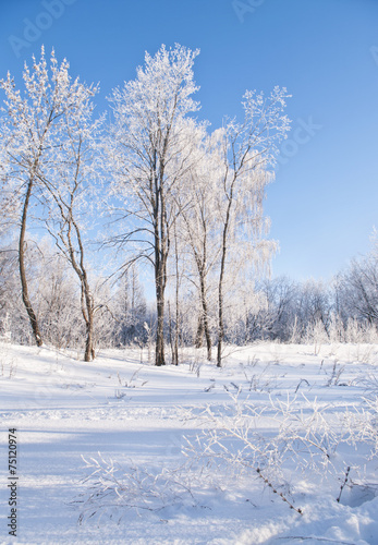 winter forest © aygulchik99