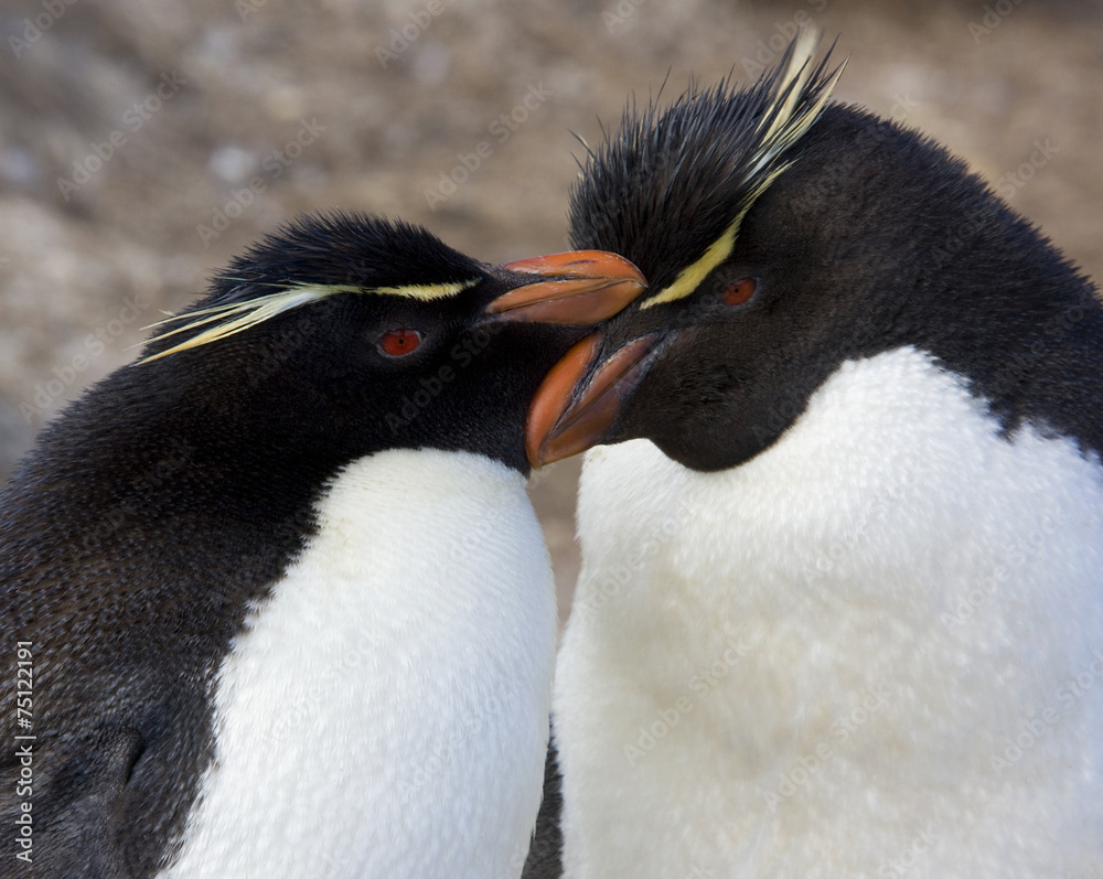 Naklejka premium Rockhopper Penguins - Falkland Islands