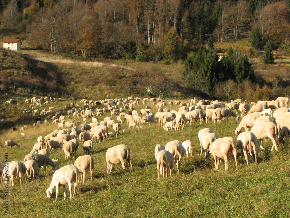 Obraz premium immense flock of sheep lambs and goats grazing