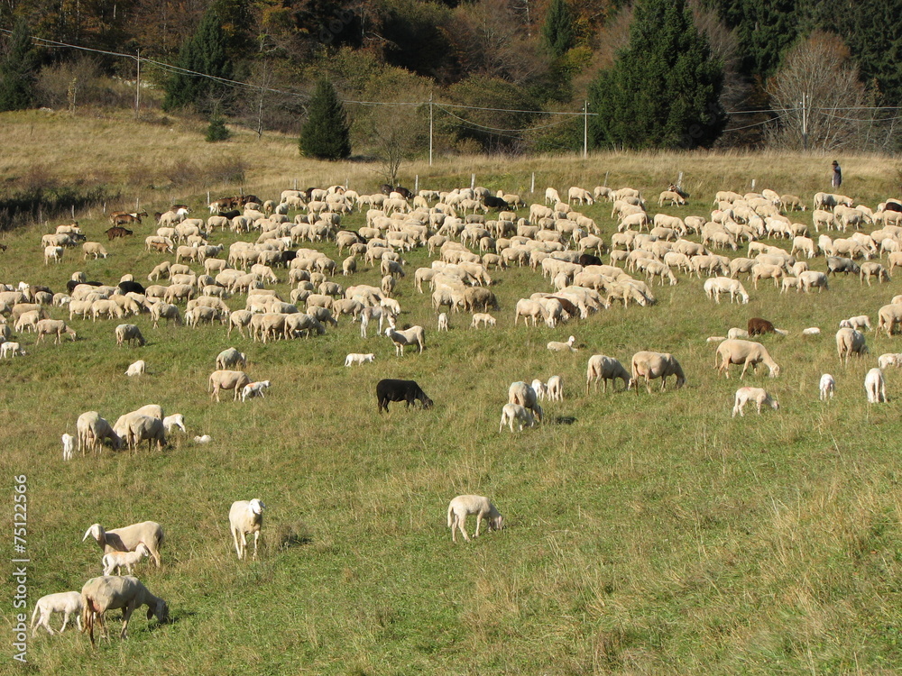 immense flock of sheep lambs and goats grazing  in the mountain