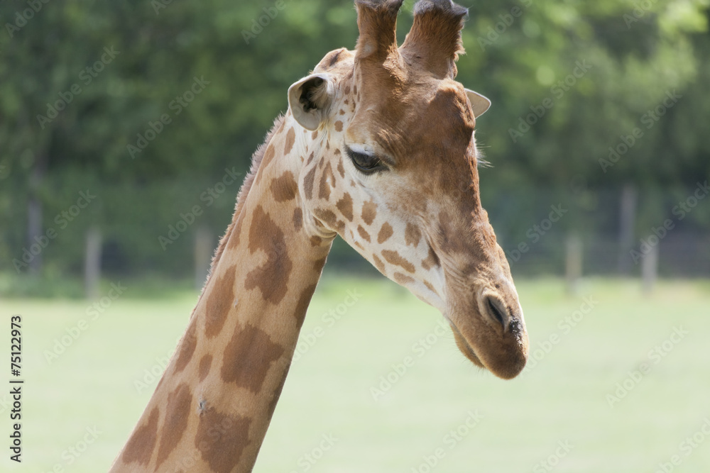 Giraffe Portrait Giraffe Portrait