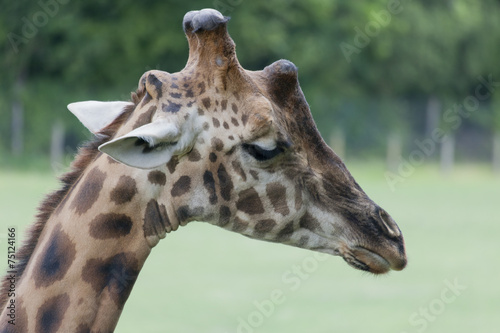 Giraffe Portrait