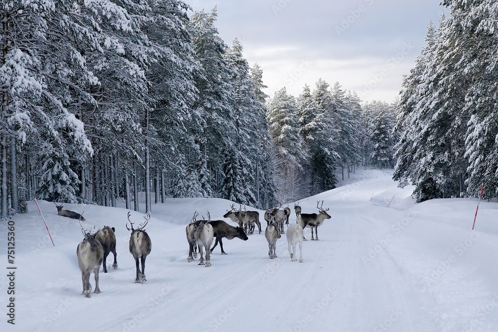 Reindeer on the road in northern Sweden in winter