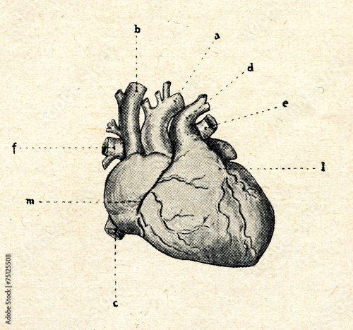 Quadro su tela Human heart