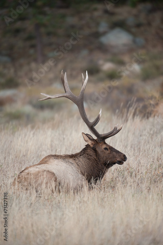 North American elk