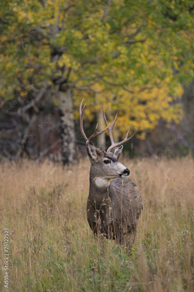 Obraz premium Mule deer in aspen