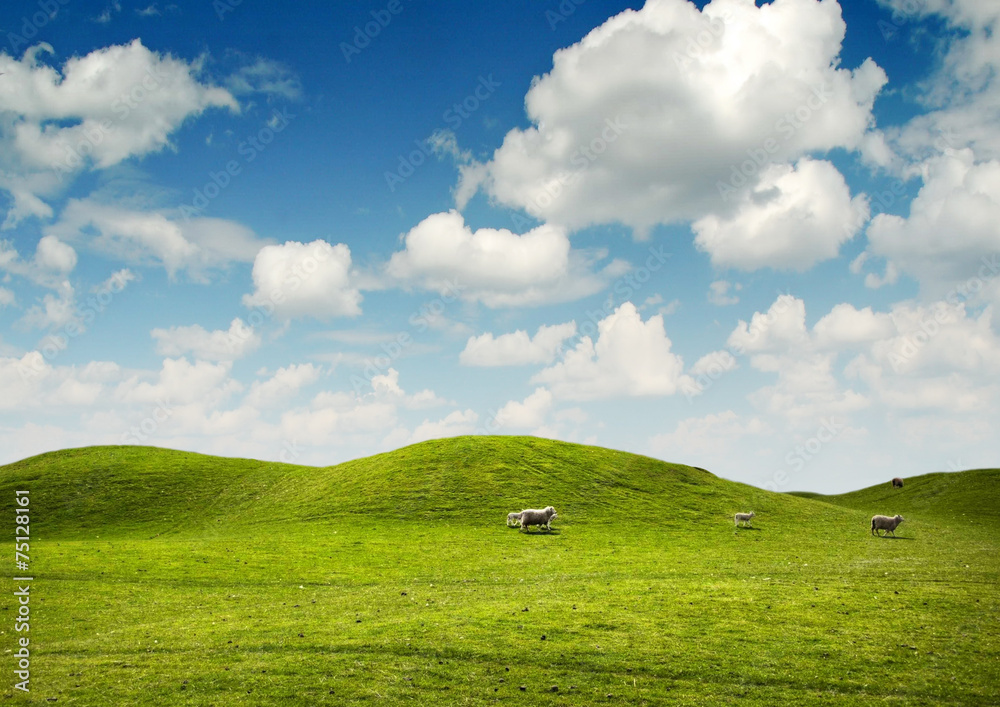 Sheep grazing in summer,green meadow. Sheep grazing in summer,green meadow.