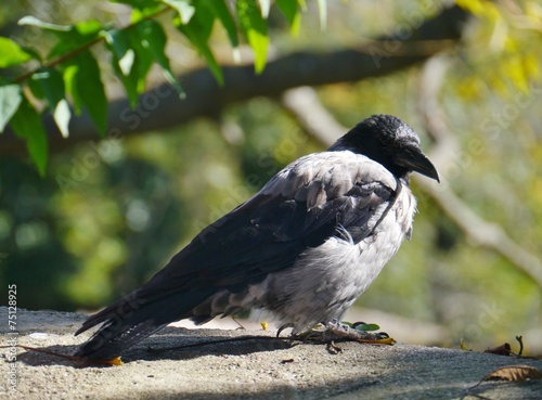 A hooded crow on a wall photo