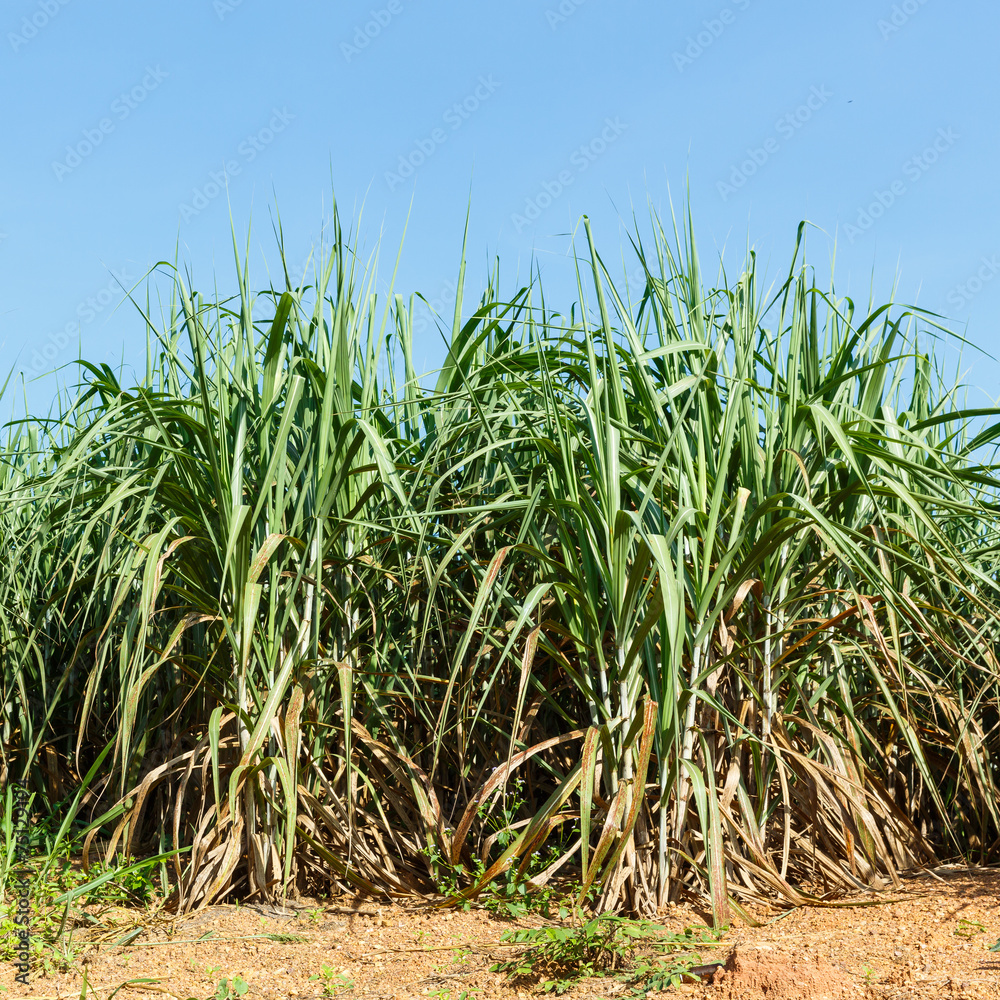 Fototapeta premium Sugar cane plantation